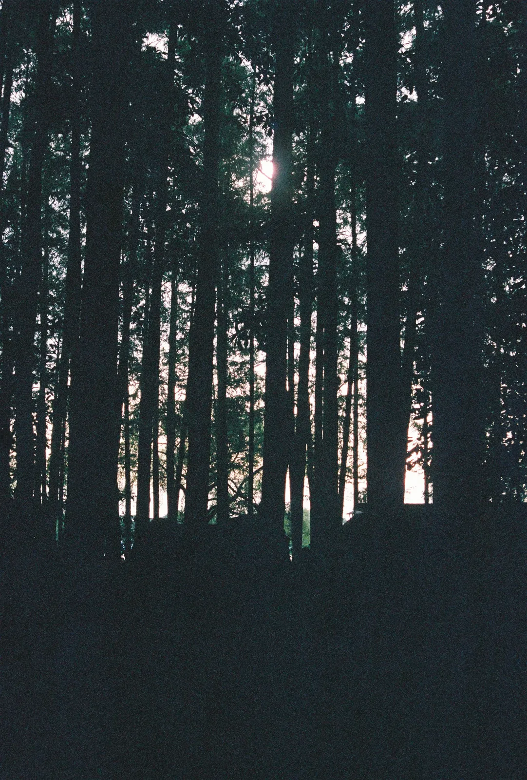 Film photograph shot on Fujifilm Superia Premium 400 with a Canon AE-1 Program by Zigao Wang