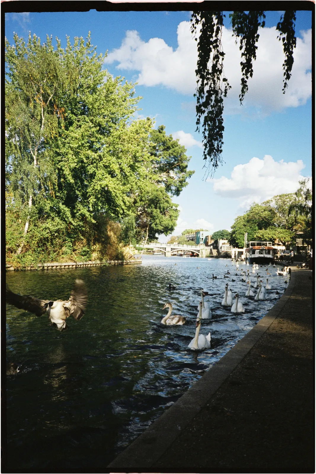 Film photograph shot on Candido 400 with a Konica Big Mini BM-201 by Zigao Wang