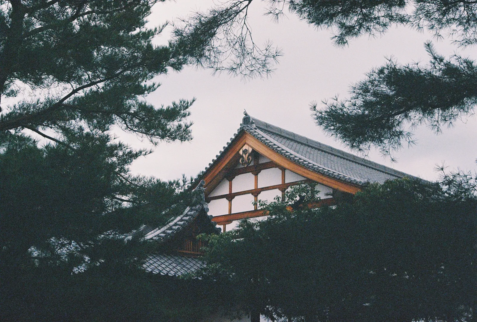 Film photograph shot on Lomography Color Negative 400 with a Canon AE-1 Program by Zigao Wang