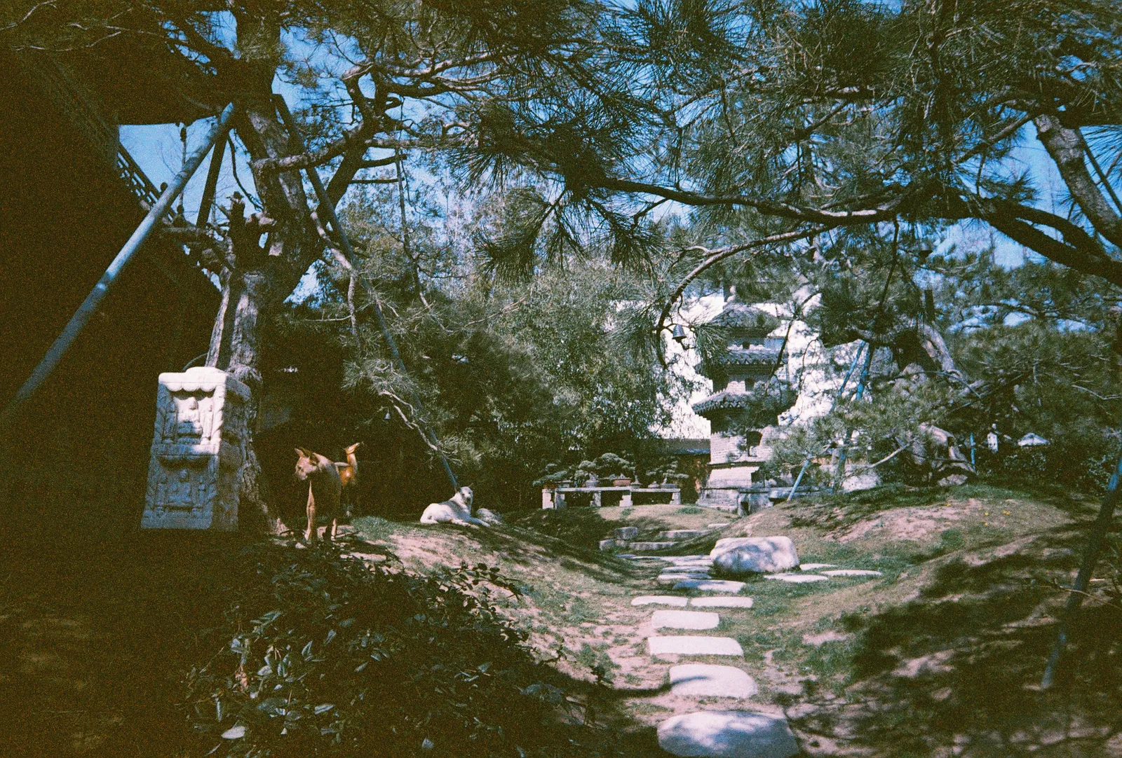Film photograph shot on Orwo Wolfen NC400 with a Kodak Snapic A1 by Zigao Wang