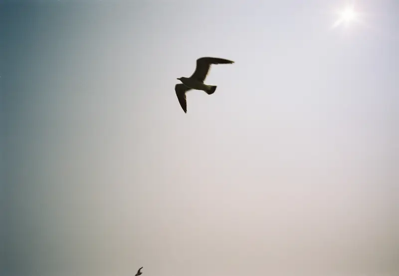 Film photograph shot on Kodak Vision3 250D with an Olympus Mju-I by CJ Liu