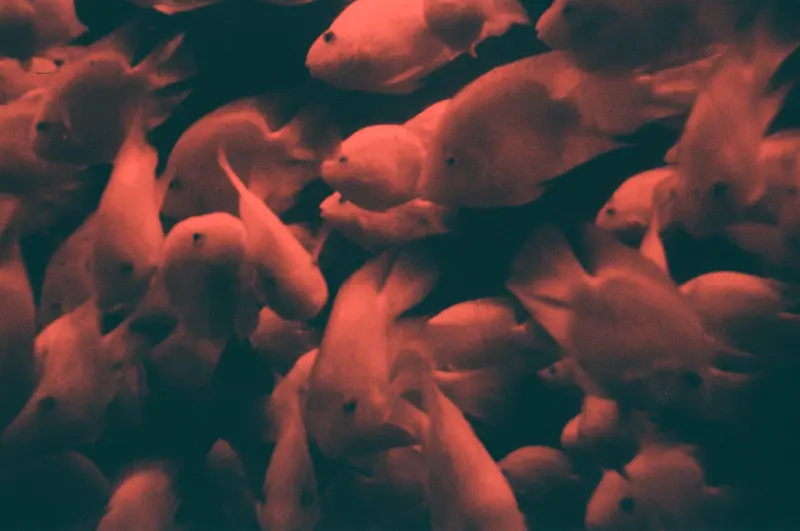Film photograph shot on Kodak Gold 200 with a Kodak KB20 by leo